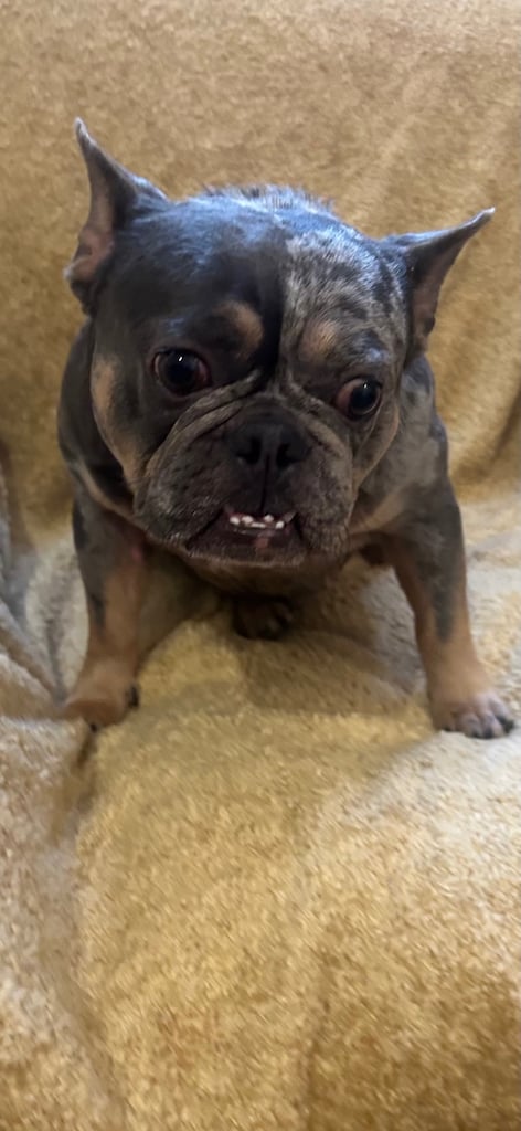 Lilac Tri Mearl French Bulldog 