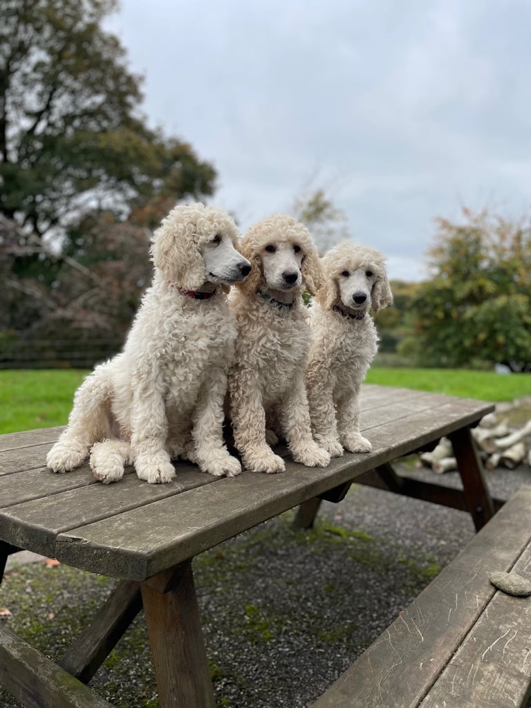 Standard poodle - update - last girl and 3 boys 