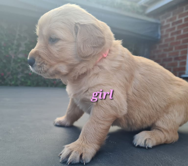 4 Golden retriever female pupspuppies