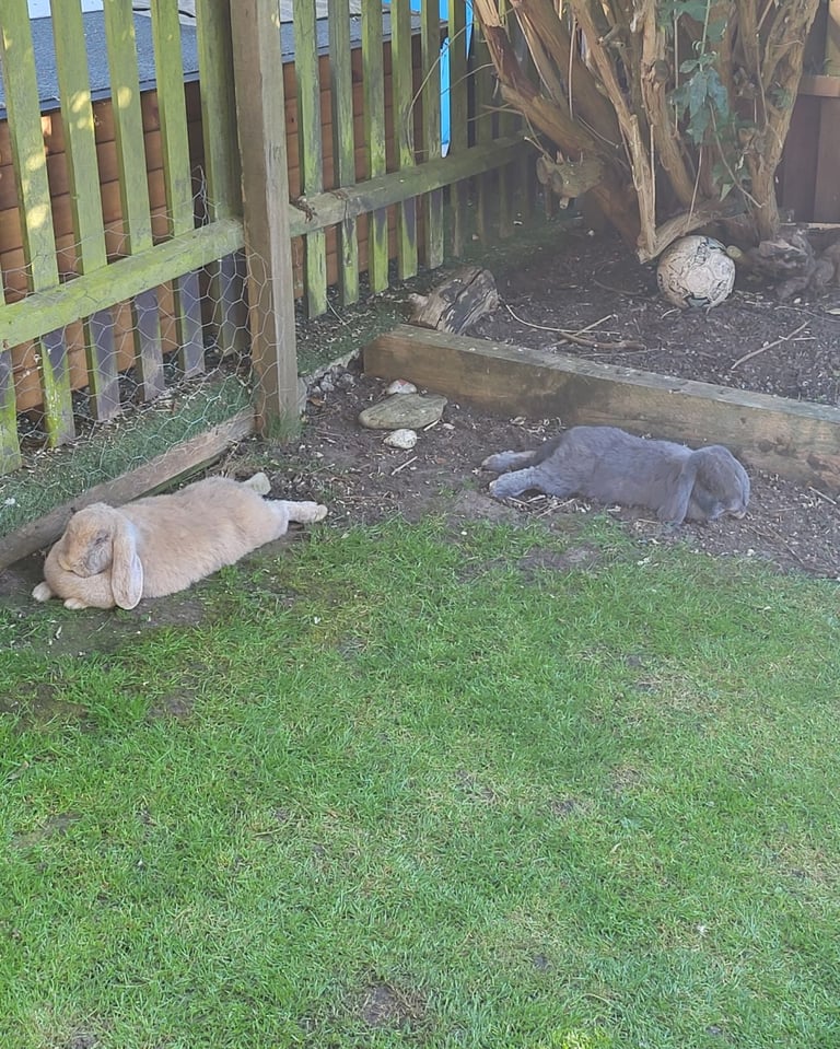 Giant Lop Eared Rabbits 