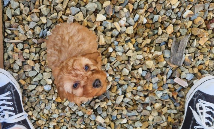 Cavapoo