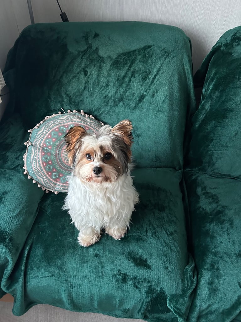 Biewer terrier for rehoming 