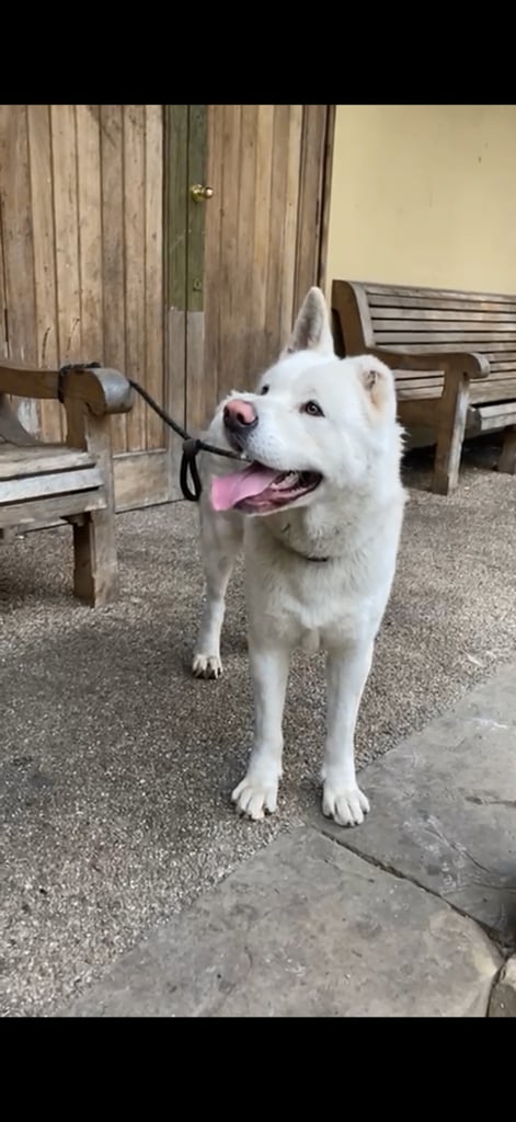 image for American Akita for sale 