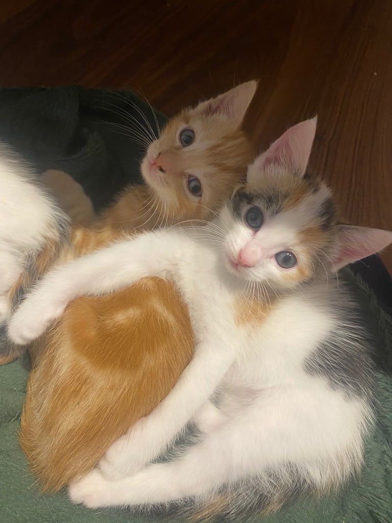 adorable kittens for sale 