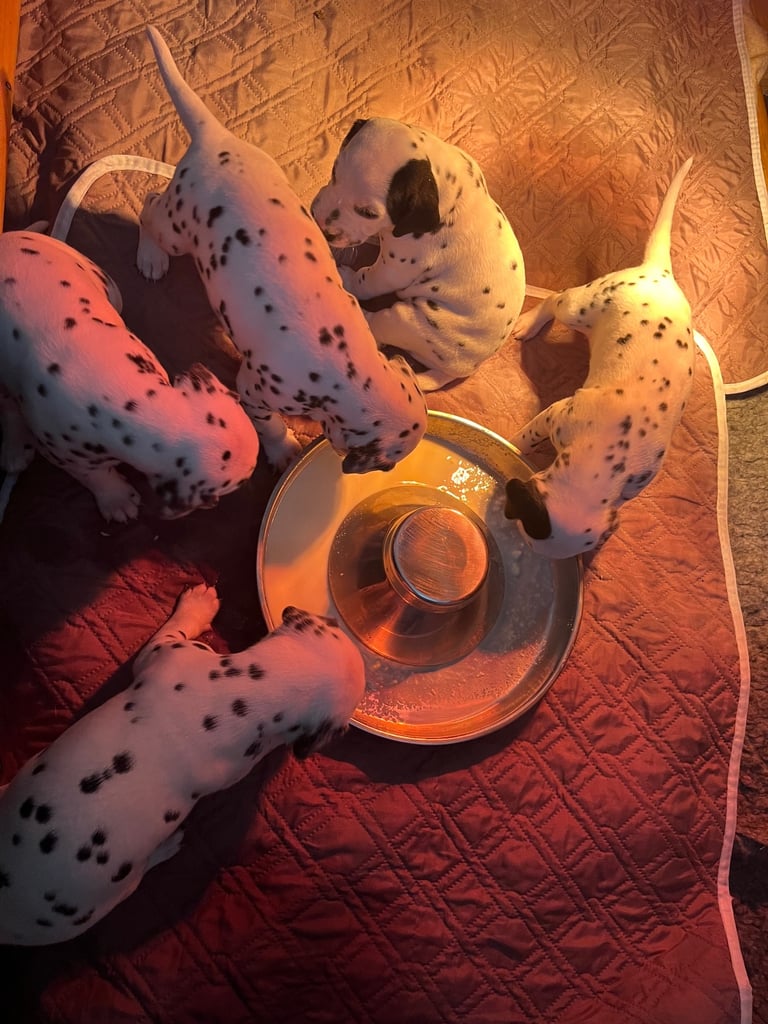 Stunning Dalmatian puppies KC reg show winners 