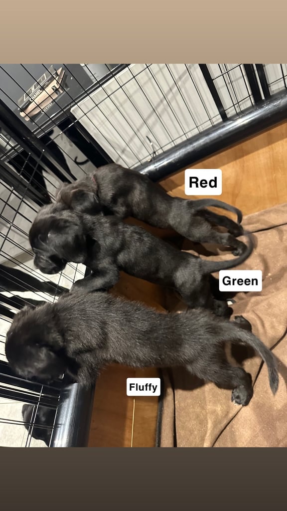 Cane corso puppies