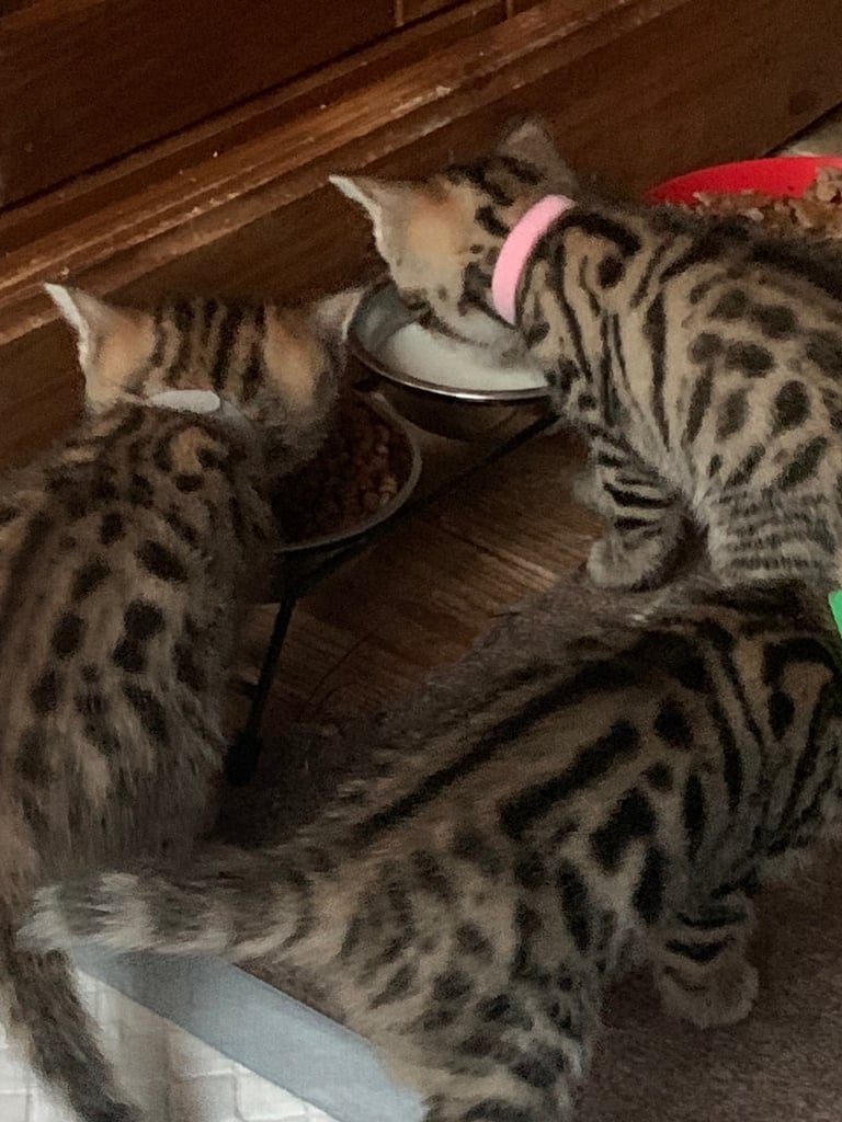 image for Bengal kittens