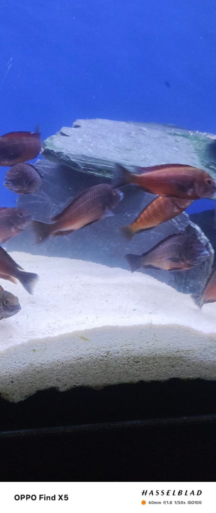 Tropheus Moorii X10 £150 must go together 