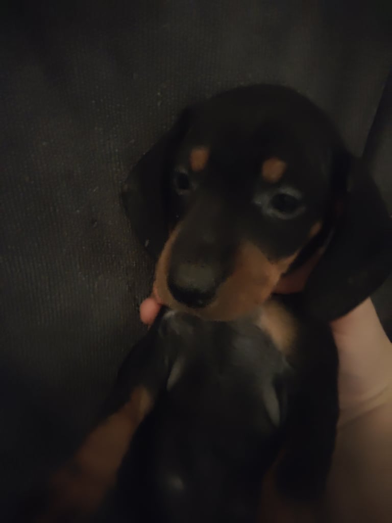 Miniature Dachshund puppies for sale 