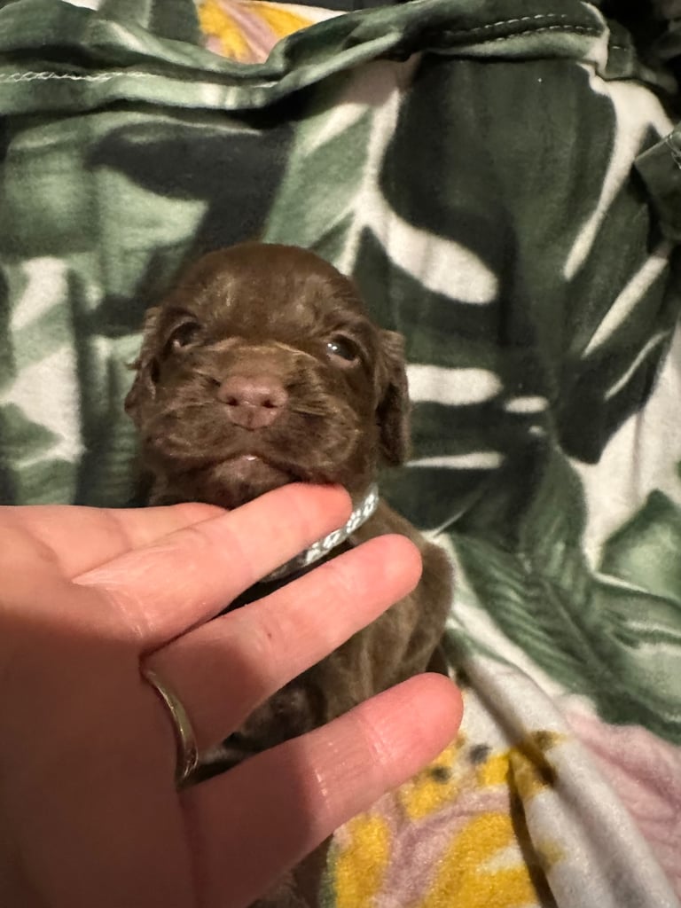 Cocker spaniel puppies for sale