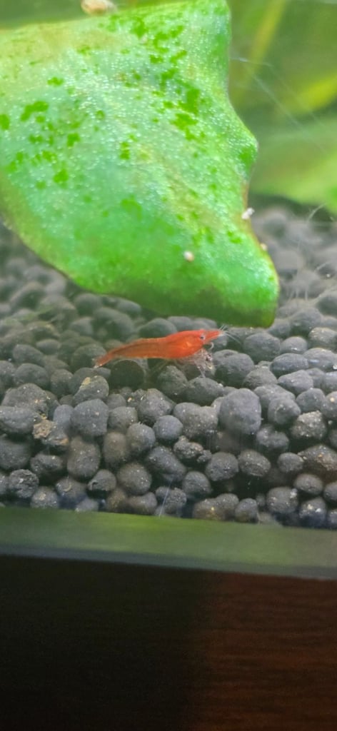 Shrimps for sale bloody mary, crystal, 