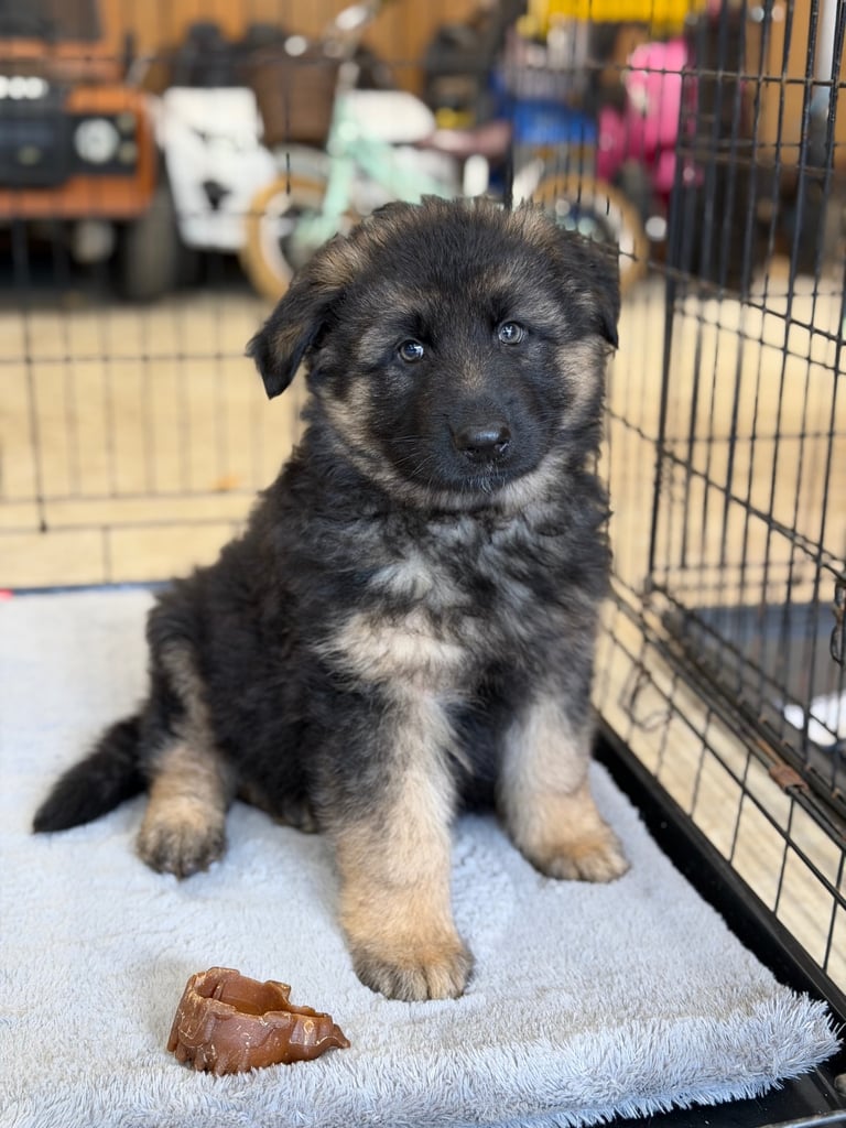 German Shepherd Puppies 