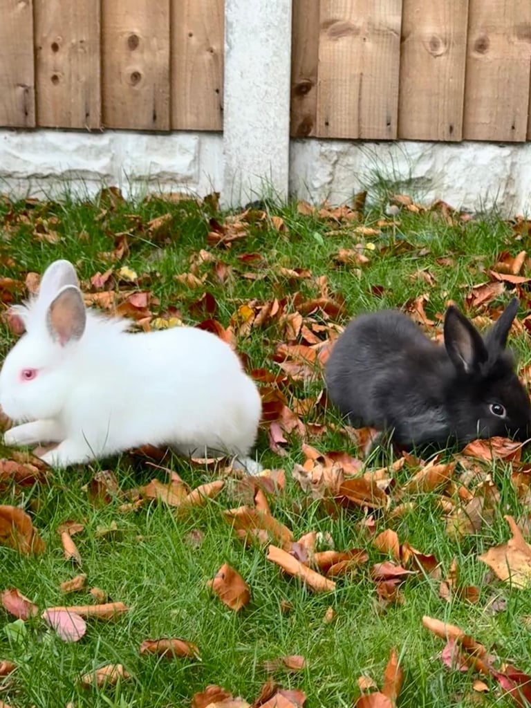 image for Lionhead Rabbits 8 weeks old 