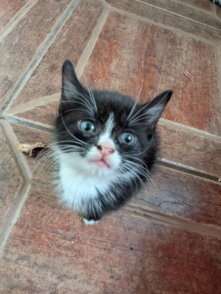 3 Kittens for sale £50 each