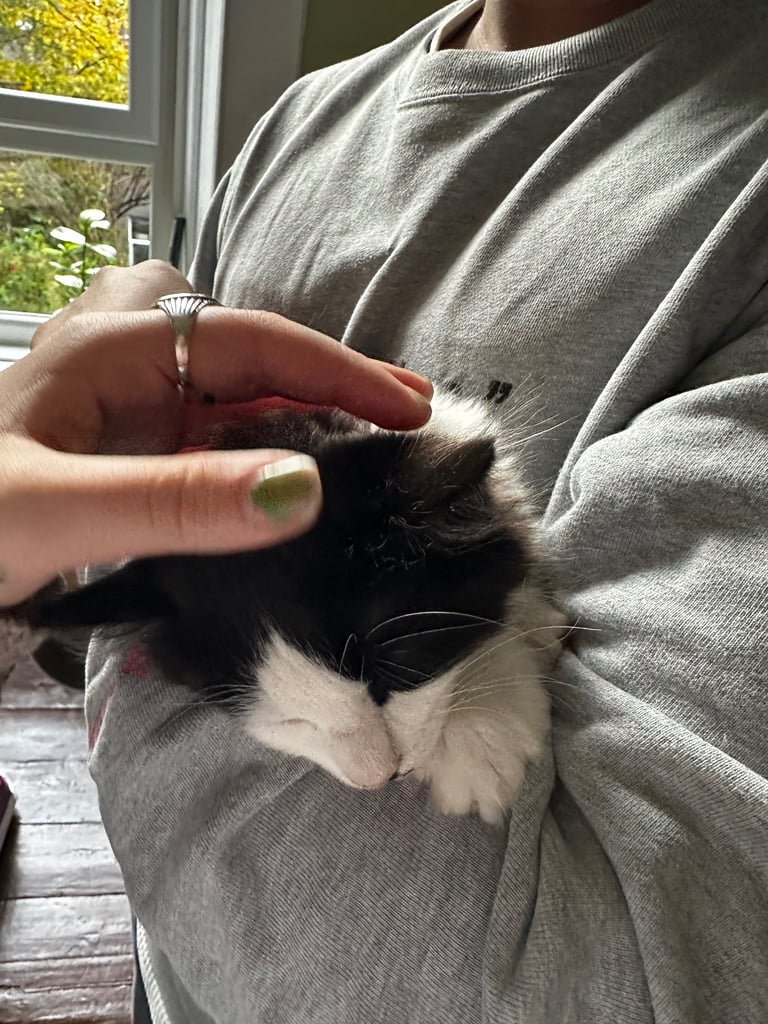 image for Two fully kittens