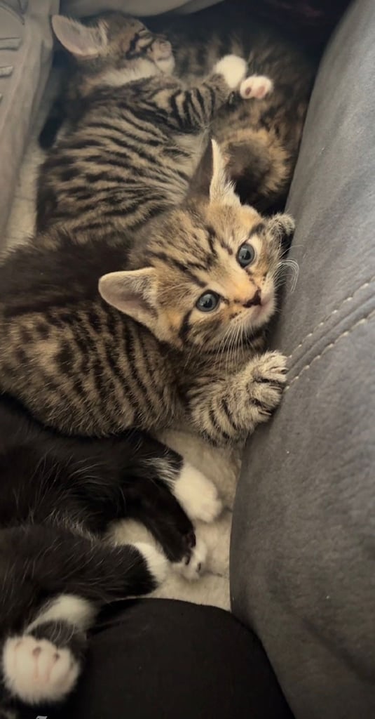 Tabby kitten