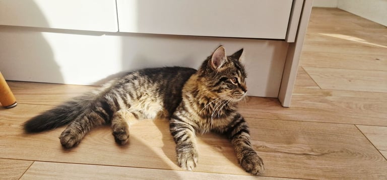 Beautiful, Affectionate Male Kitten - ready to go now