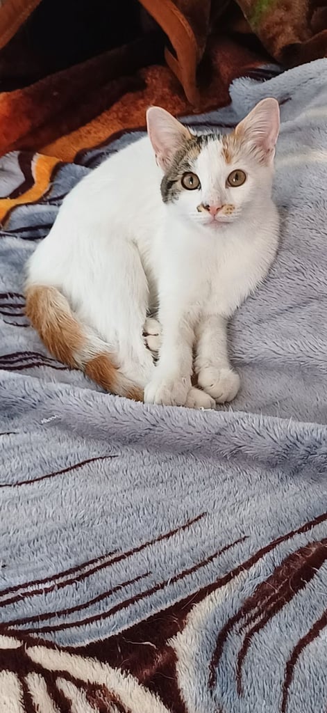 crossing breads beautiful female kittens, white / tabby, looking for a new home