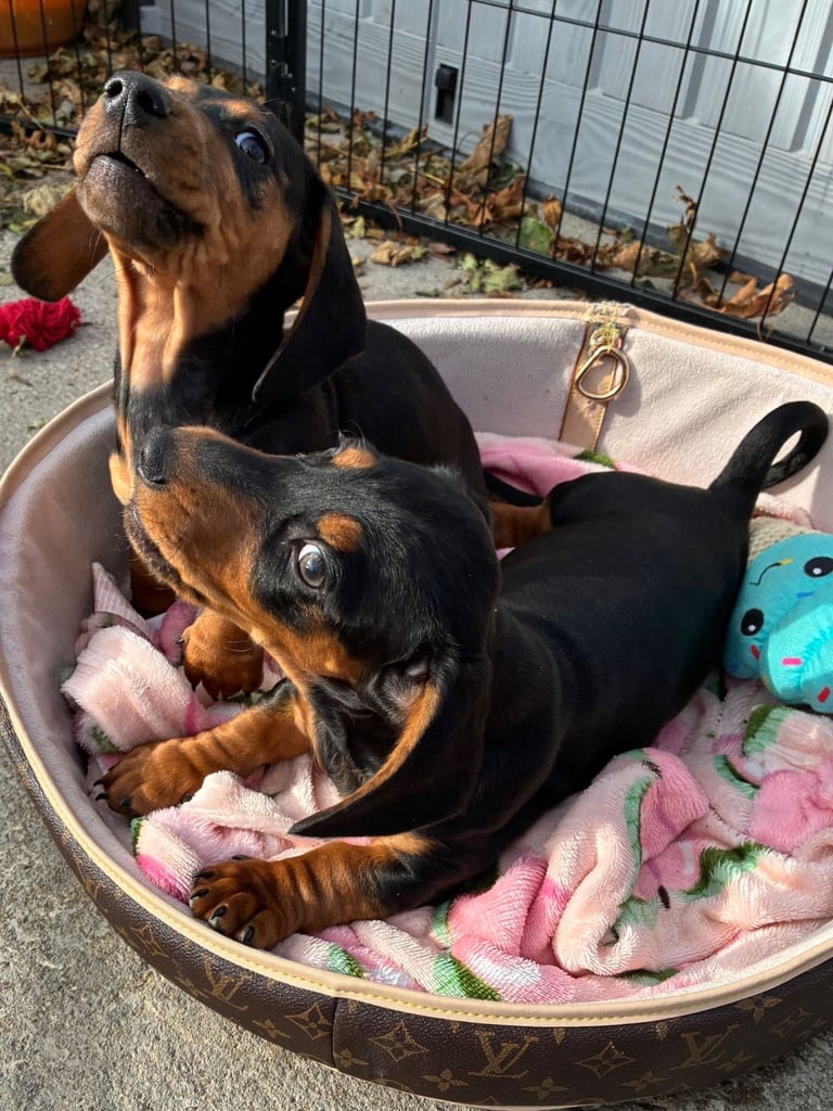 image for Dachshund puppies