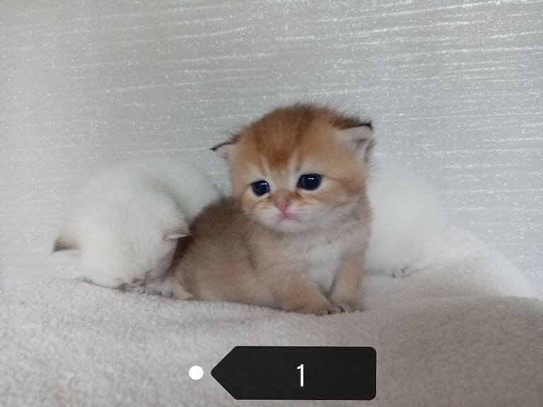 x4 Pedigree British Longhair & x2 British Shorthair Blue Golden & GoldenKittens 