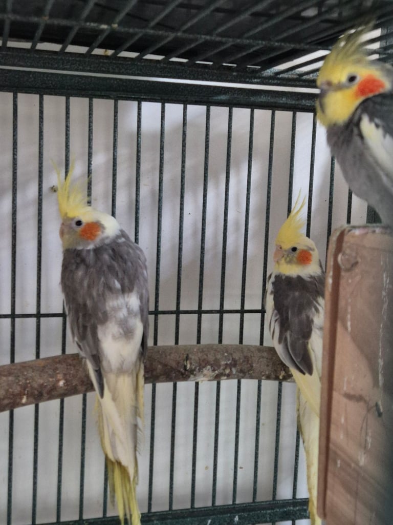 Cockatiels