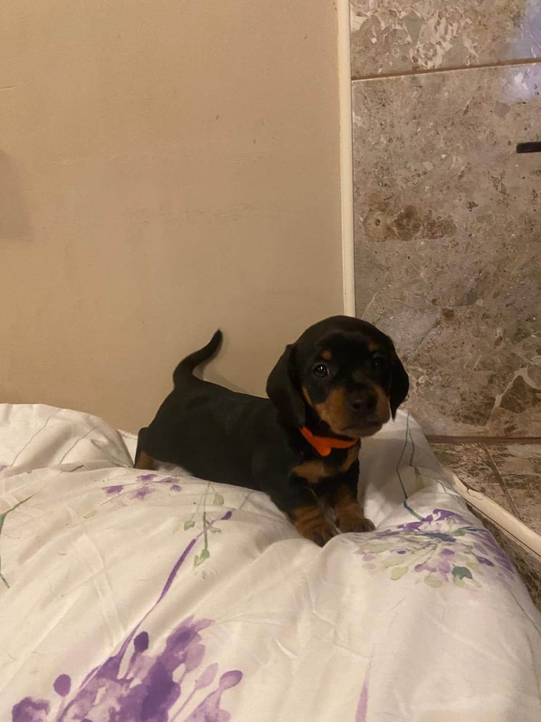 Miniture Dachshund Puppies