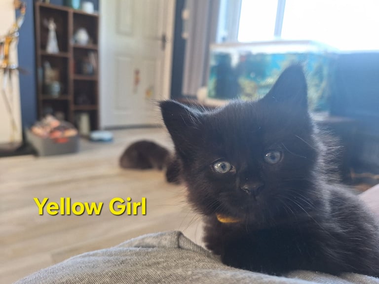 ** ALL RESERVED **5 fluffy black kittens with hints of grey