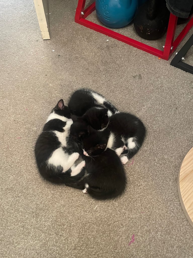 Playful Kittens