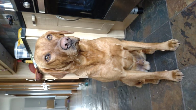 2 BOYS 1 GIRL LEFT labrador puppies ready 17th October 