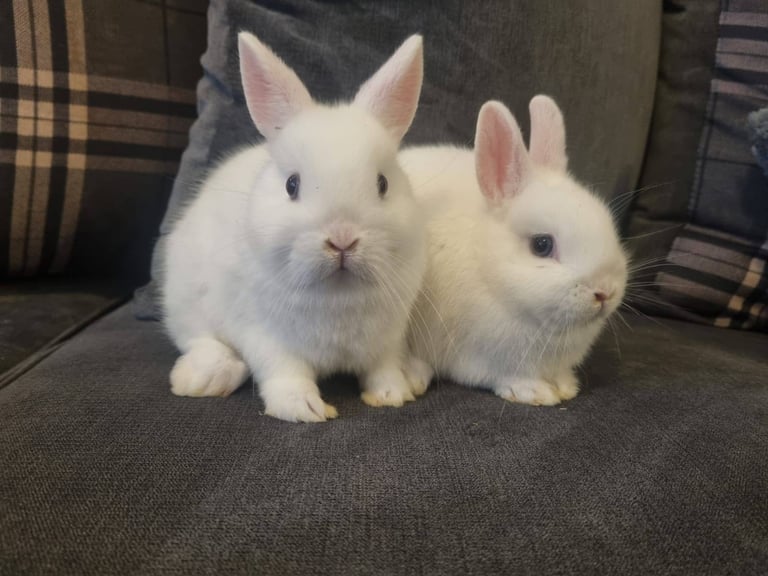 Netherland dwarf rabbits