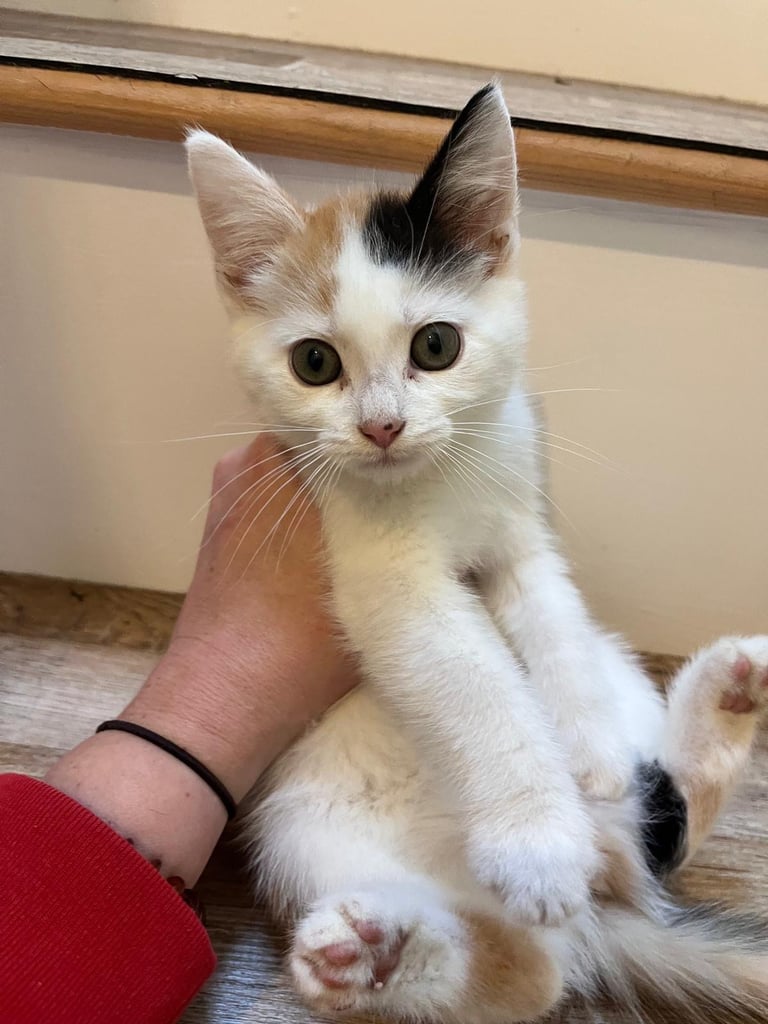 Ginger and tuxedo kittens and calico kitten