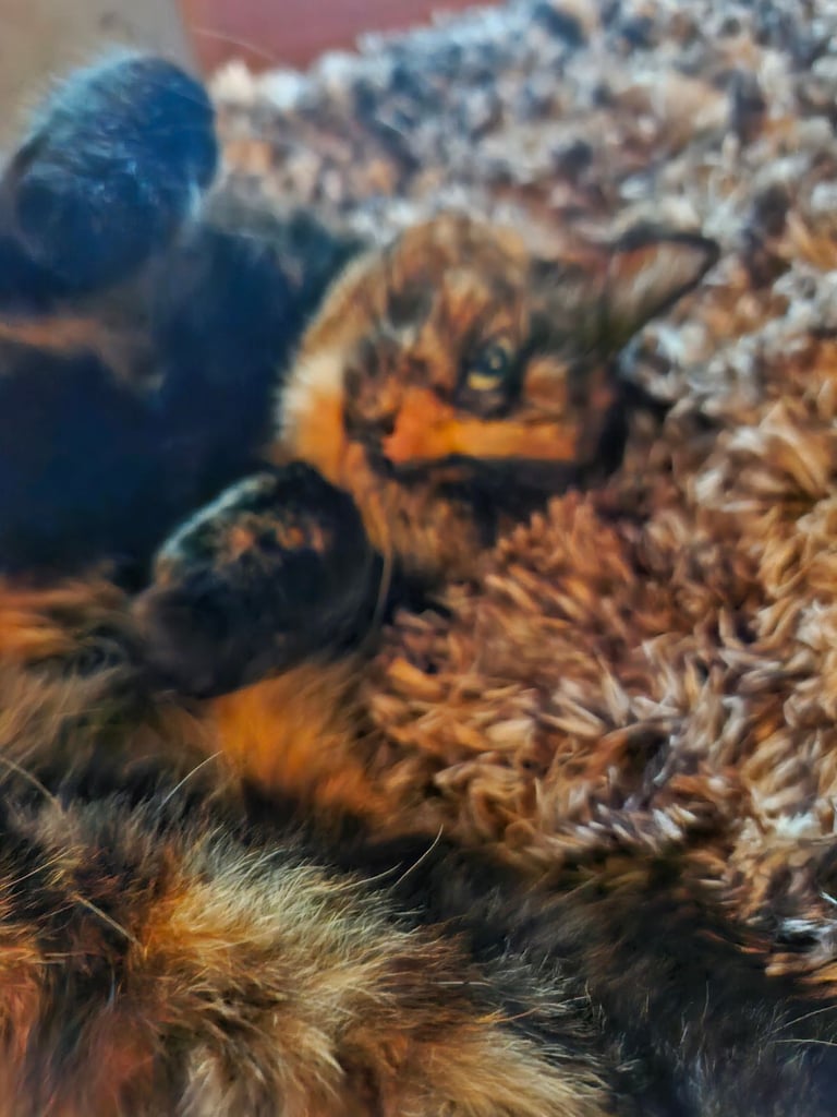 BEAUTIFUL TORTY SAGE 