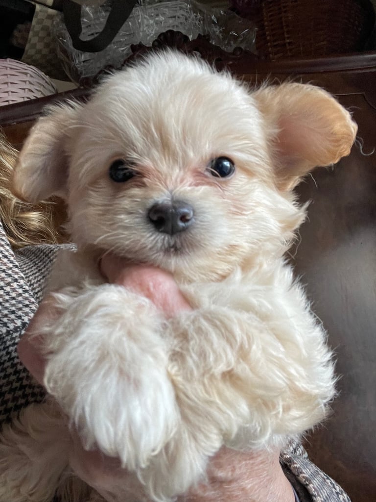 Maltese/ chihuahua puppies 