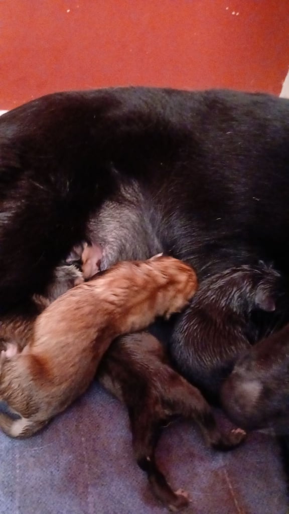 Mum is a husky collie cross dad is a malamute husky cross 