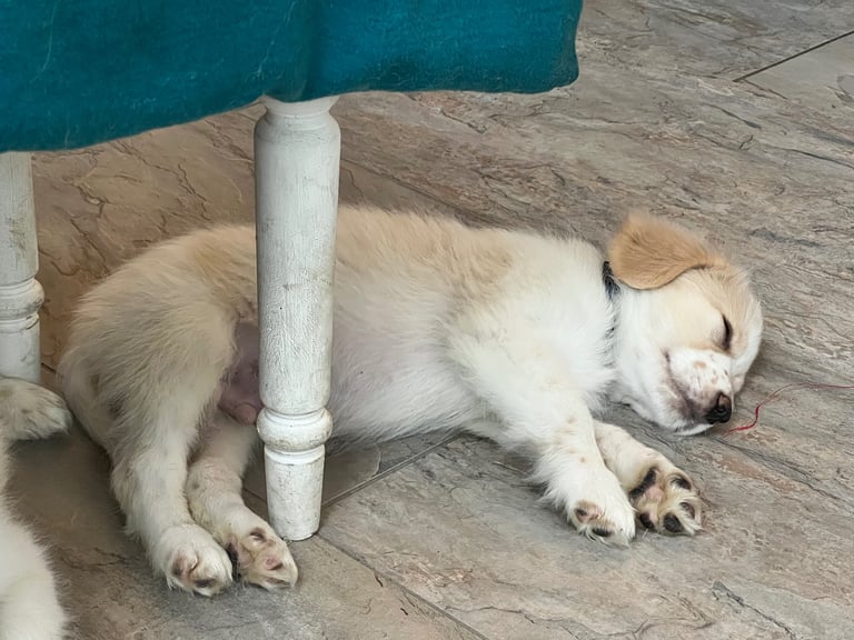 [Last Few] Rare Samshie puppy Litter (Samoyed x Welshie)