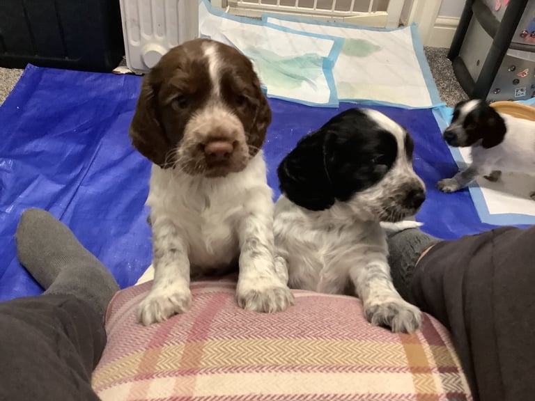 Sprocker spaniel pups