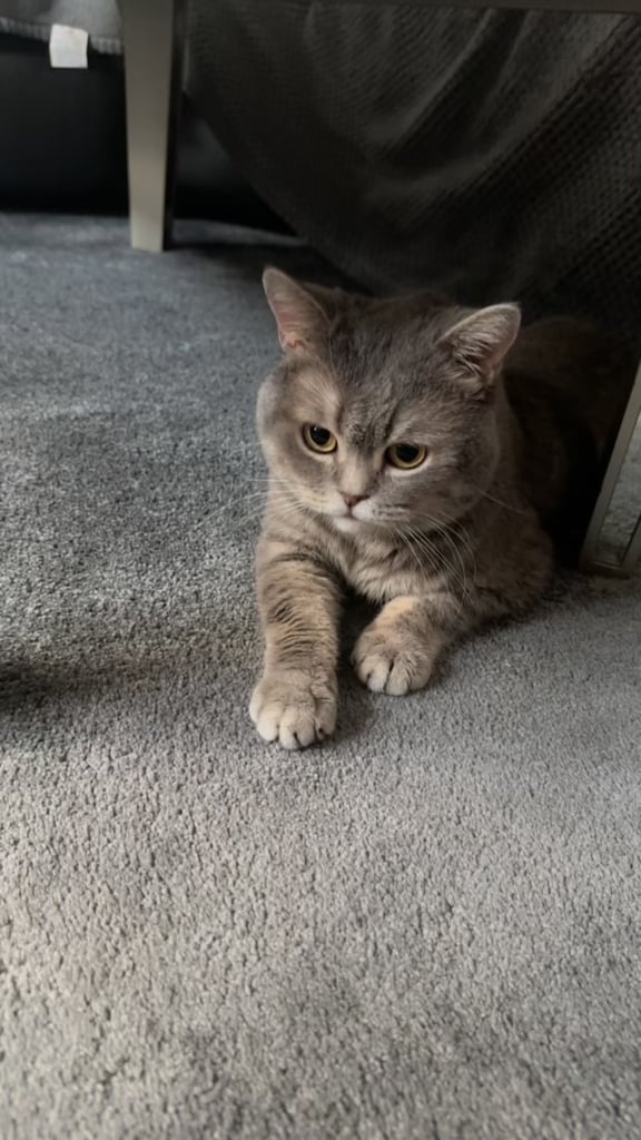 Cute and chunky male British shorthair kitten