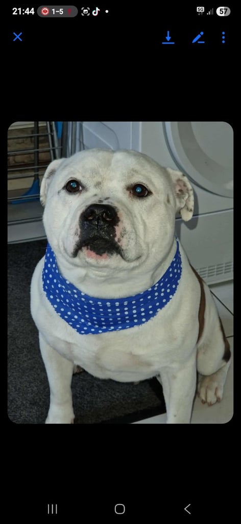 Male Staffy Needs a loving Home 