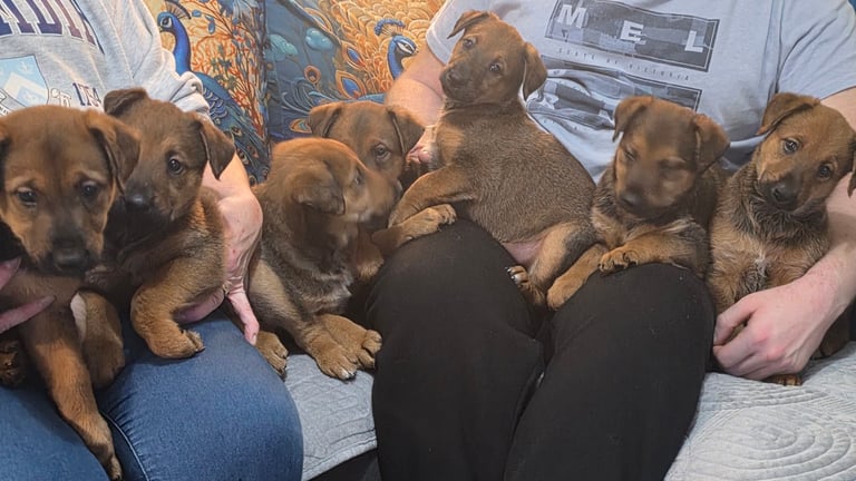 Belgian malinois x Aierdale terrier