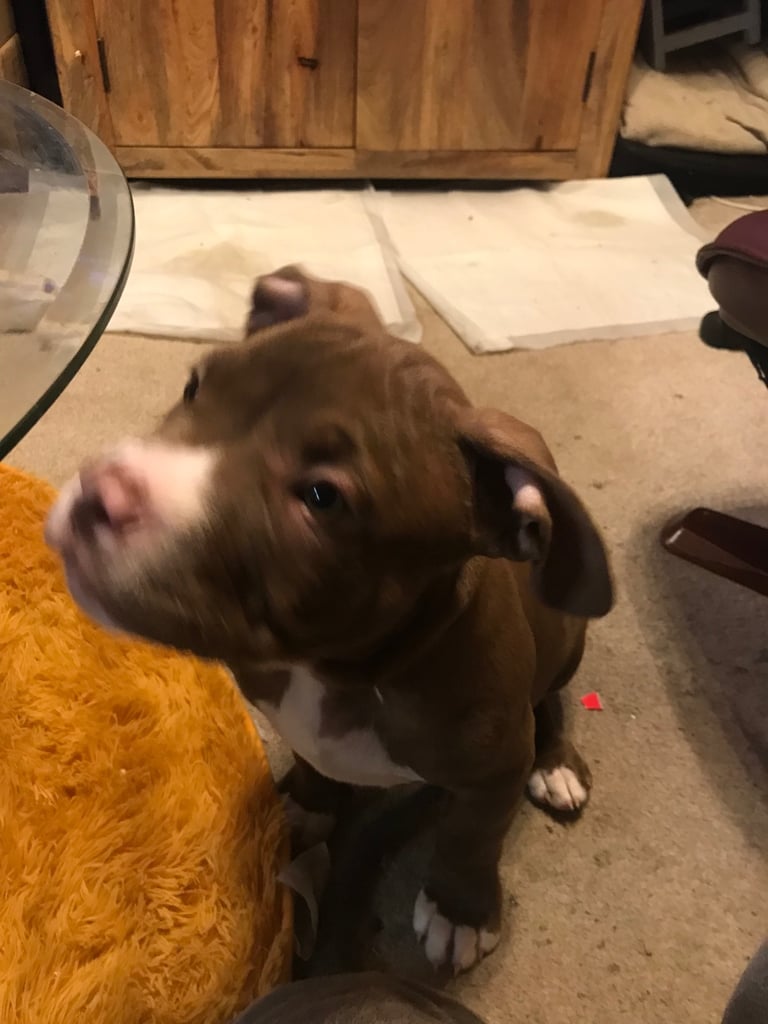 Puppy for sale (Boy) French cross American Bulldog 