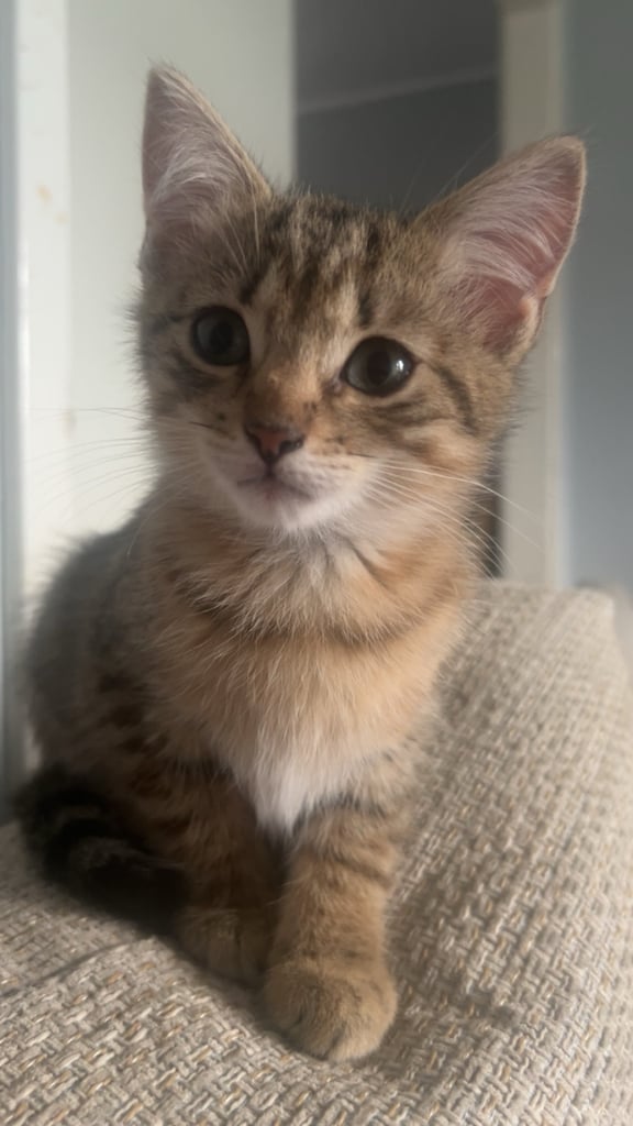Female Kitten