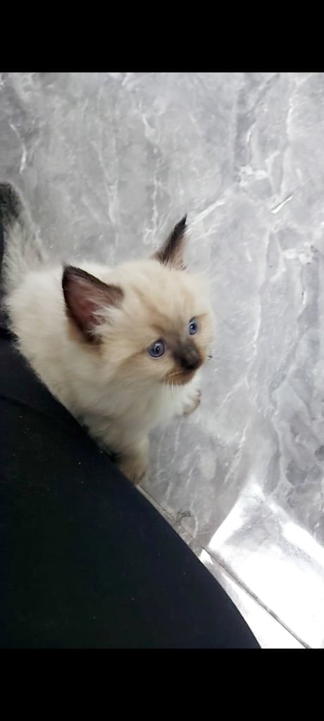 Ragdoll kittens 9 weeks