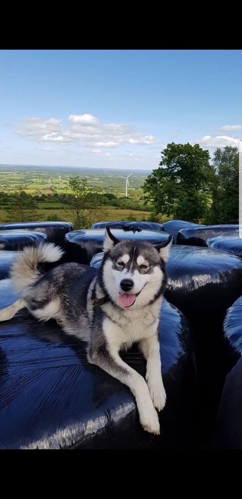 Husky 