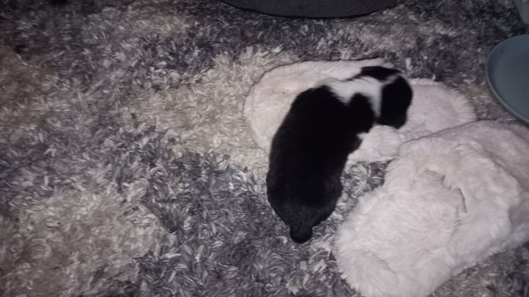 Collie puppies for sale 