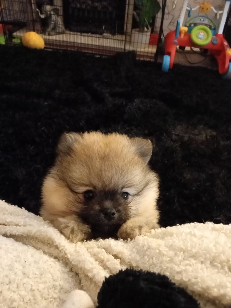 Teddy Pomeranian girl