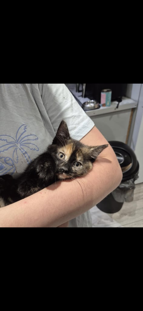 Gorgeous female kittens looking for their forever home 