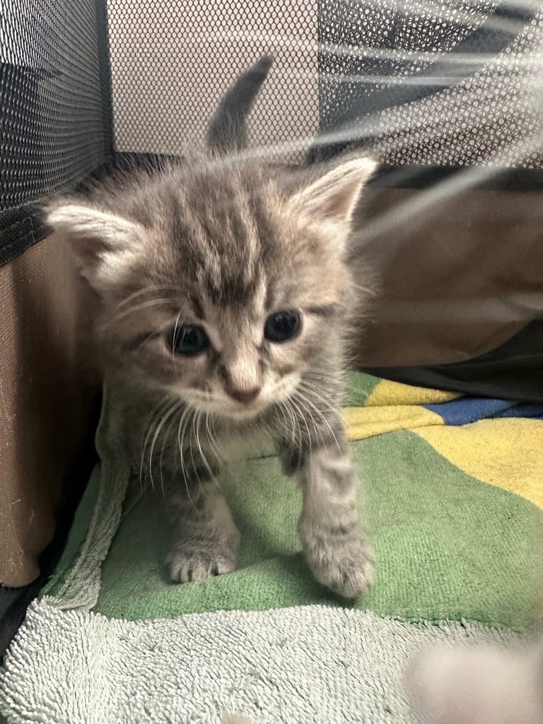 2 beautiful grey kittens