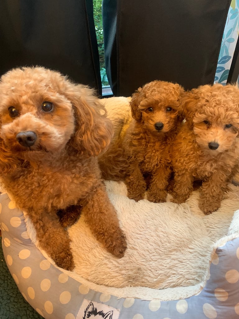 image for Gorgeous red toy poodle girls