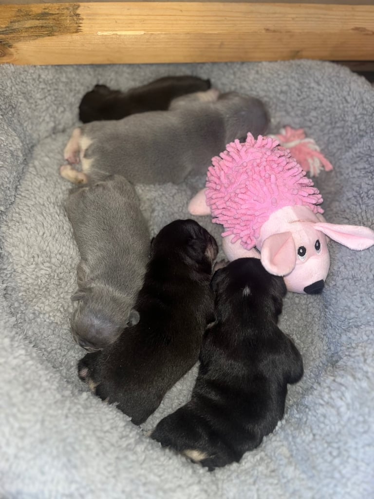 🩷FRENCHIE PUPS FOR SALE🩷