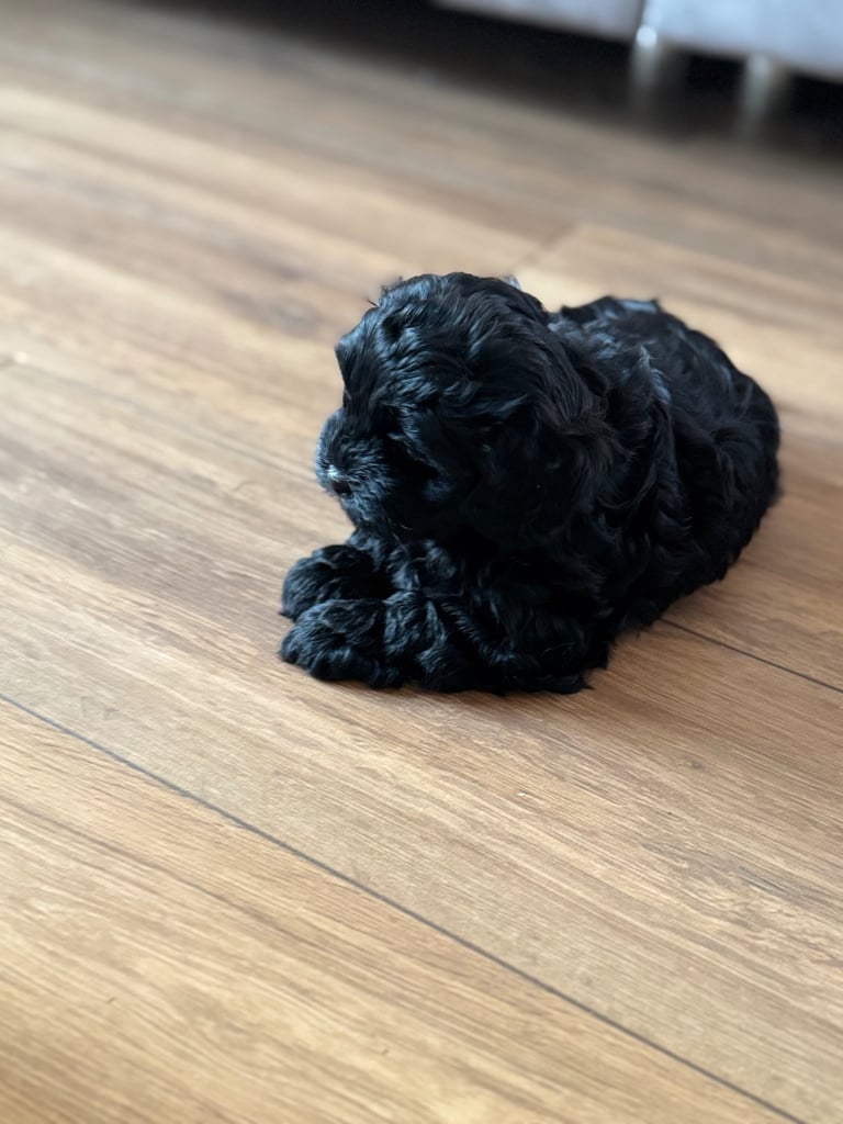 Ready Now only 2 stunning Shihpoo puppies Left!